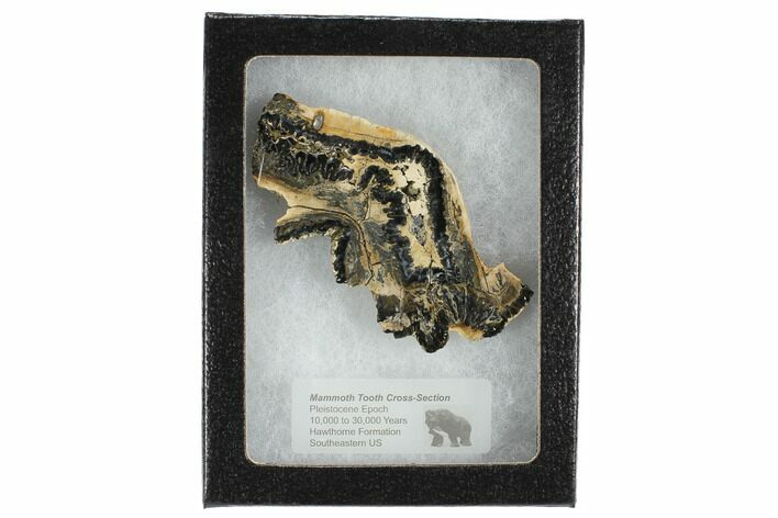 Mammoth Molar Slice With Case - South Carolina #99535